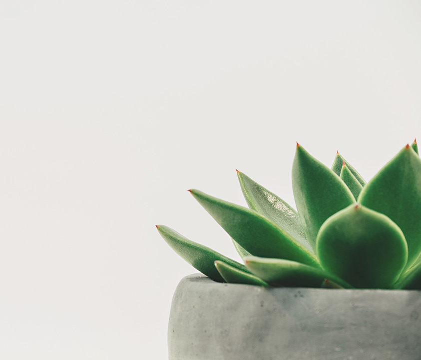 Close up of a green succulent in a grey ceramic pot