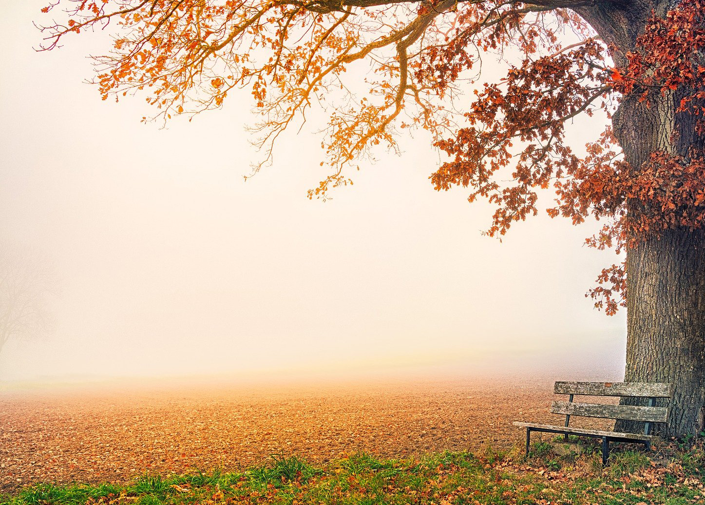 Wooden seat under a tall oak tree in autumn on a misty morning