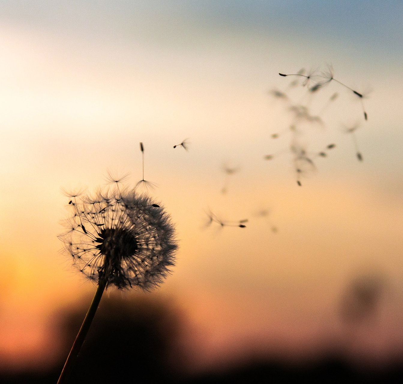 Dandelion clock with seeds blowing away in the breeze against a sunset